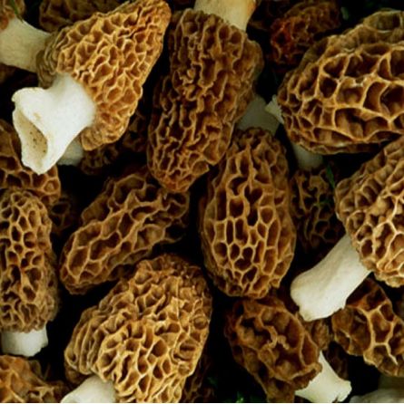 Morilles Fraîches 100g