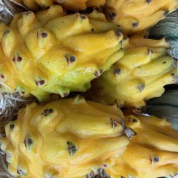 Pitaya Jaune - 1pc ±300g