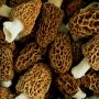 Morilles Fraîches 100g