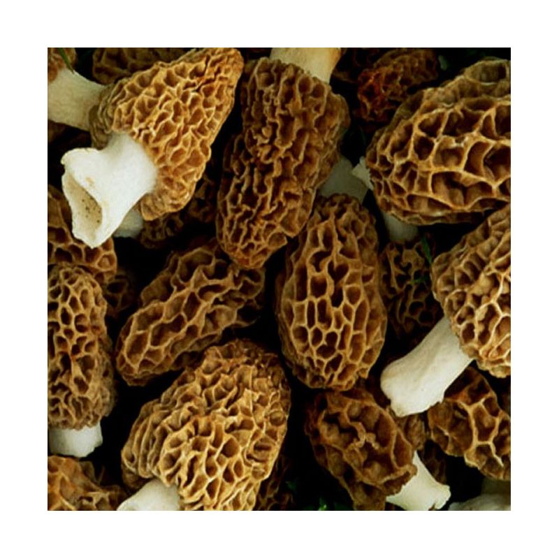 Morilles Fraîches 100g