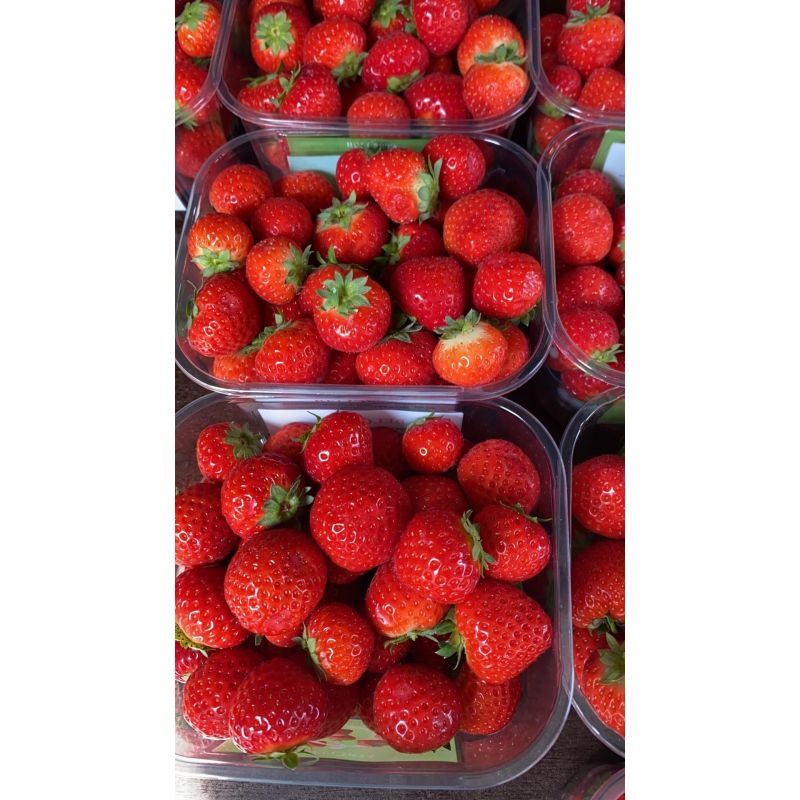 Fraises petits calibre 500g  1pc