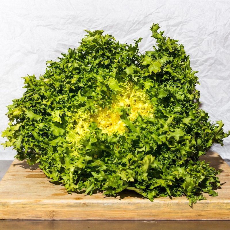 Salade frisée grosse bio  1pc