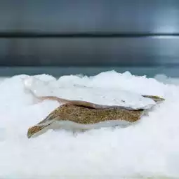 Filets de Barbue 300g, avec peau