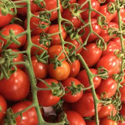 Tomates Datterino 500g