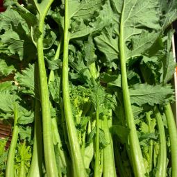 Brocoli-rave (Cime Di Rapa) - 1pc ±500g