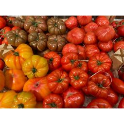 Mélange de Tomates Soleil 1kg