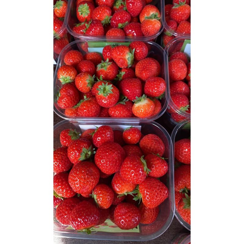 Fraises petits calibre 500g  1pc