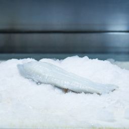 Filets de Barbue 300g, sans peau
