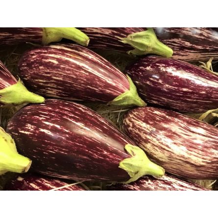 Aubergine graffiti  BIO - 1pc ±500g