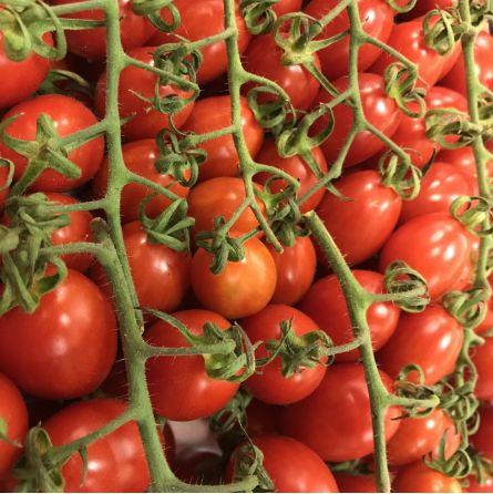 Tomates Datterino 500g Tomates Datterino 500g